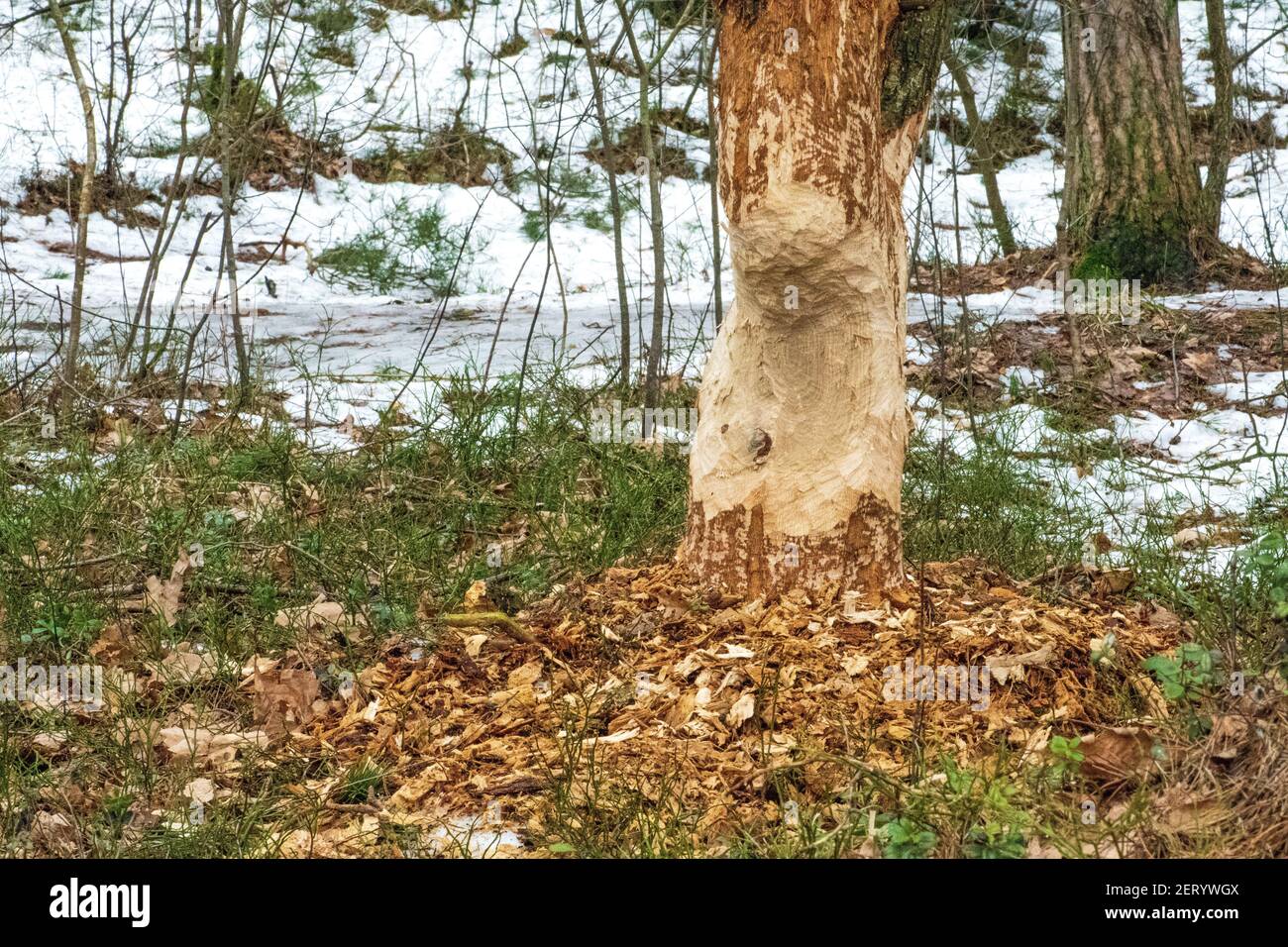Biberbäume. Baumstamm genagt, gekaut, zerstört, geschnitzt, gefallen, Gebrochen durch den europäischen Biber Castor Faser in der Nähe des Wassers. Beweise für Biber Stockfoto