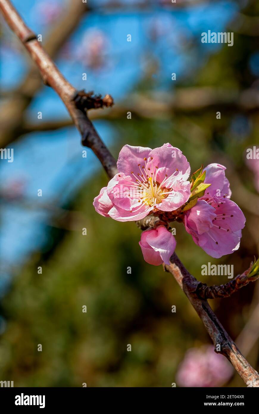 Ein Zweig von Pfirsichblüten, Pfirsichgarten. Stockfoto