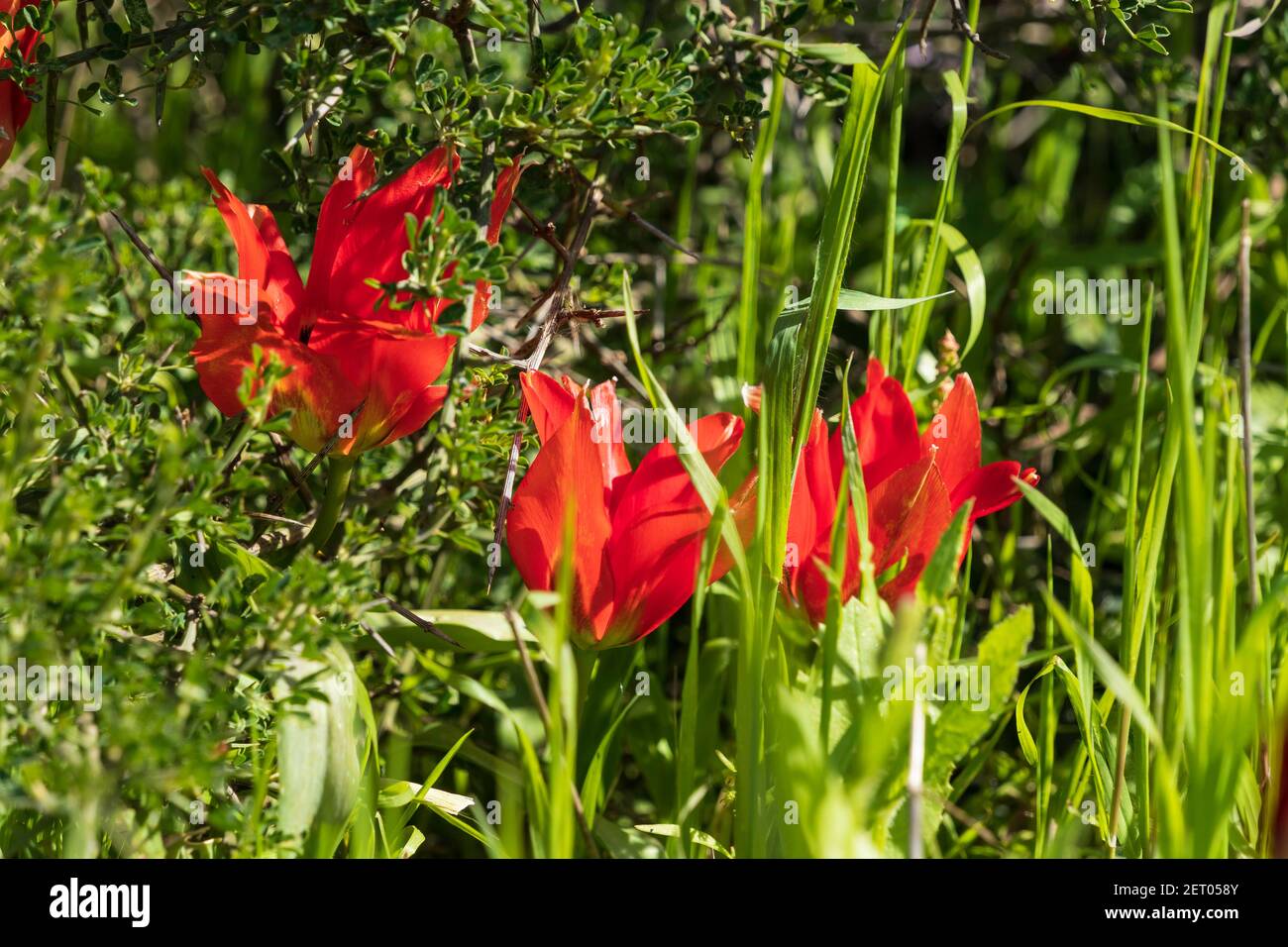 Blüten von roten Tulpen im Sonnenlicht zwischen grünem Gras. Israel Stockfoto