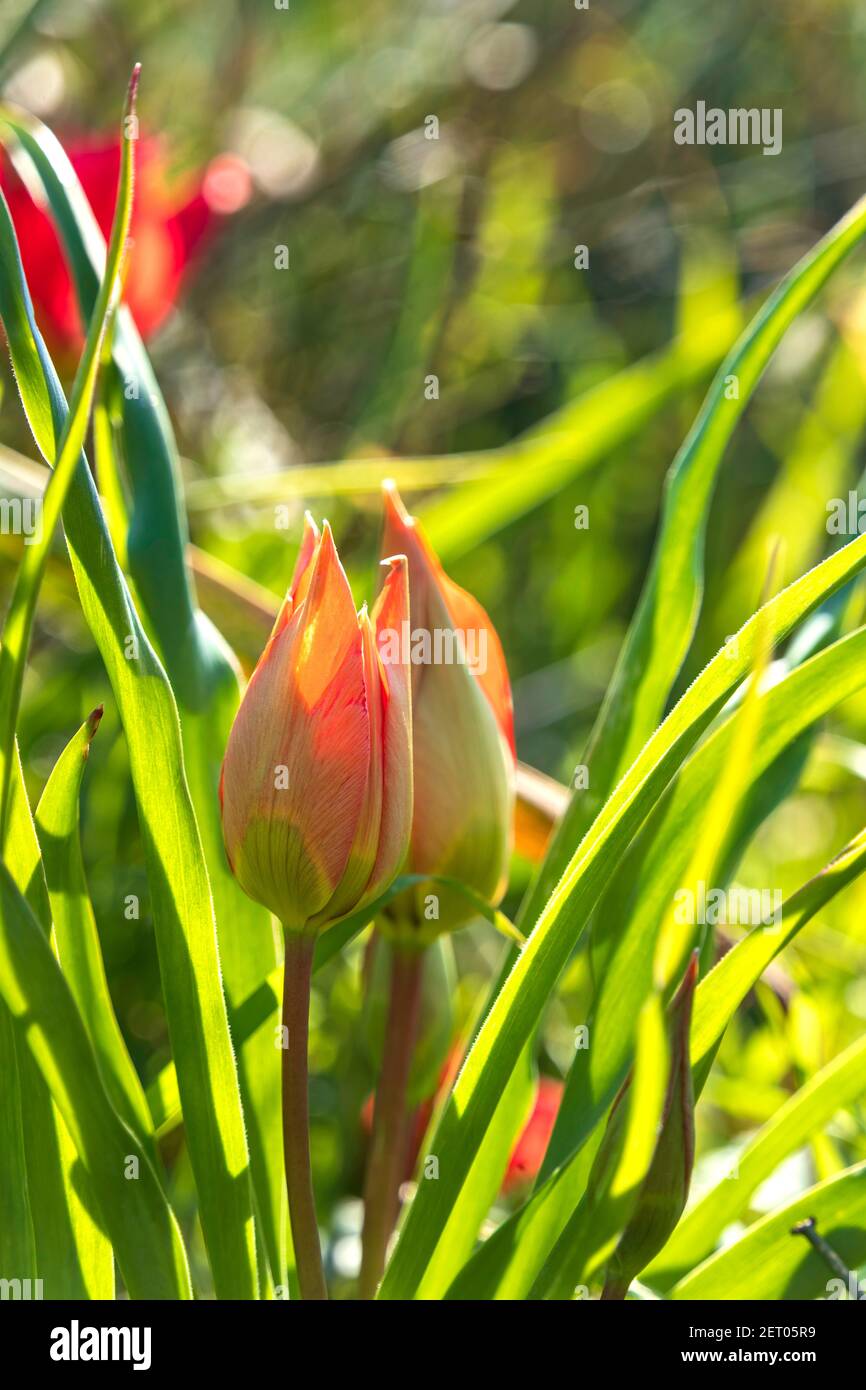 Blütenknospen von roten Tulpen im Sonnenlicht zwischen Grün zu vertupfen Gras Stockfoto
