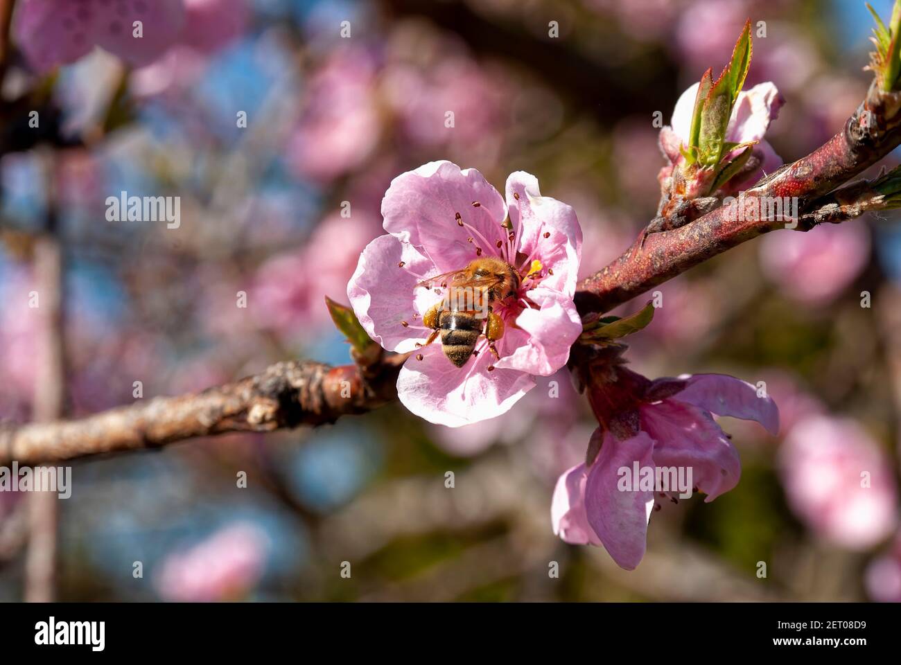 Arbeiten Krainisch Honigbiene (APIs mellifera carnica), Pfirsichblüte. Stockfoto