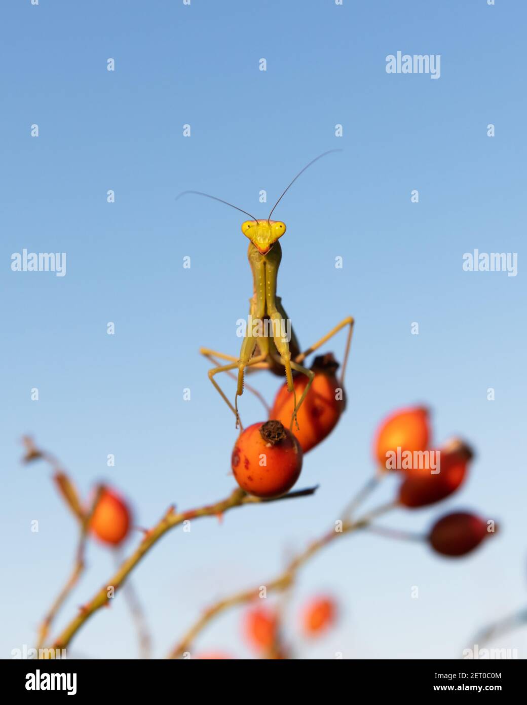 Europäische Mantis religiosa oder betende Mantis auf Zweig Nahaufnahme. Makroaufnahme. Insektenfotografie Stockfoto