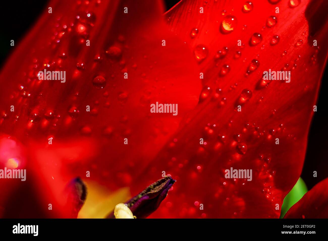 tulpe Blume Blütenblatt mit einem Wassertropfen benetzt, extreme Nahaufnahme Hintergrundfoto Stockfoto