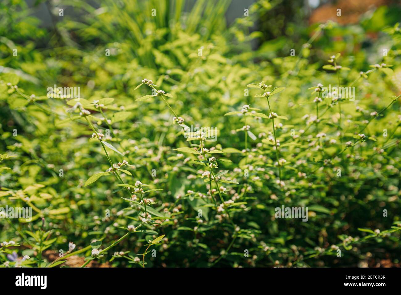 Goa, Indien. Blume Von Cymbopogon, Auch Bekannt Als Lemongrass Oder Stacheldraht Gras Im Sonnigen Licht Stockfoto
