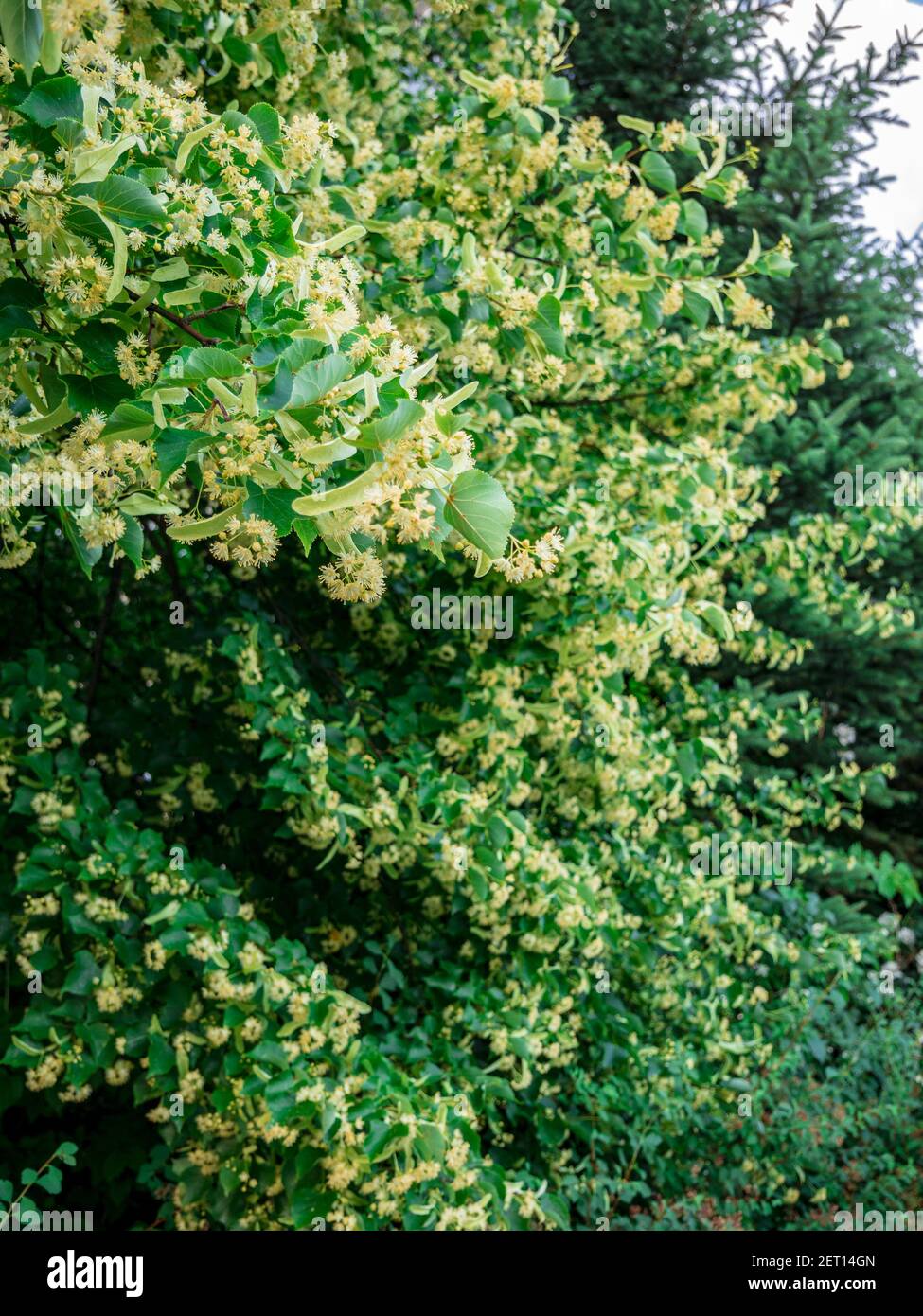 Linden (Tilia cordata) - ein dicht blühender Baum Stockfoto