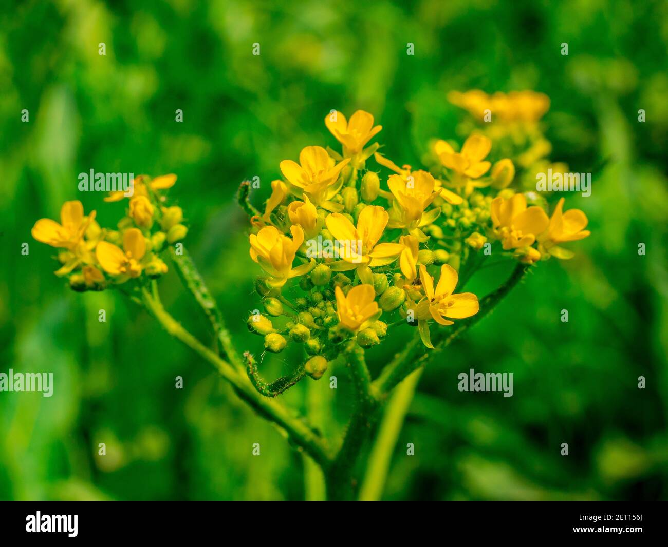 Nahaufnahme des Blütenstands der türkischen Rakete (Bunias orientalis) Stockfoto