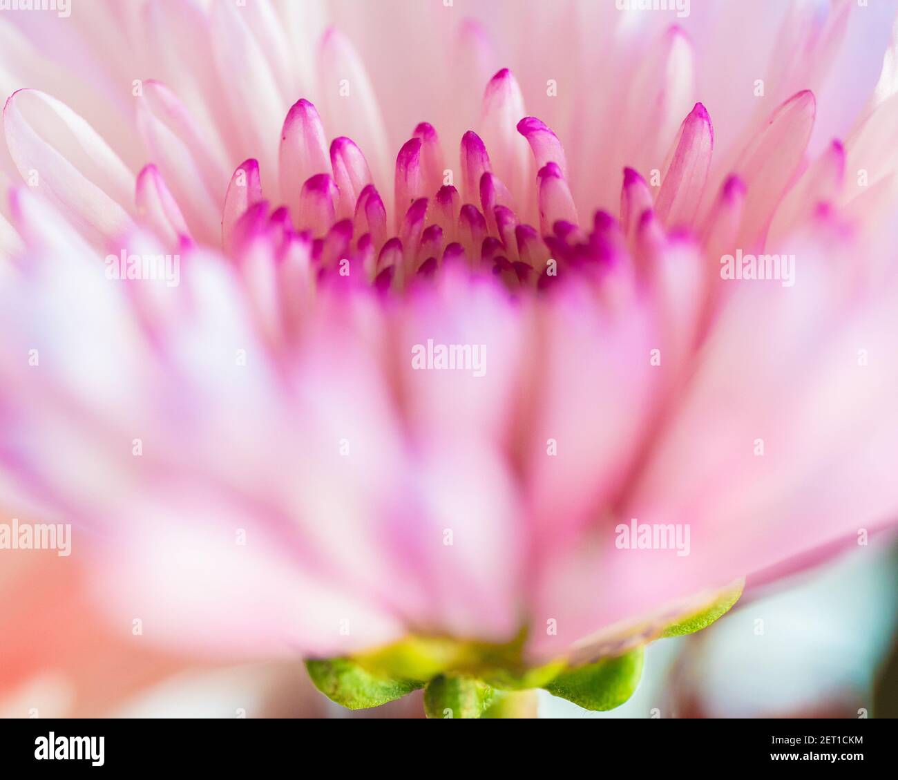 Extreme Nahaufnahme Makro-Bild einer rosa Blume Blüte Stockfoto