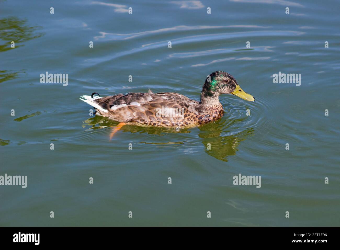 Männliche Wildmallard Ente schwimmen in einem See. Wilde Umgebung der Zugvögel. Stockfoto