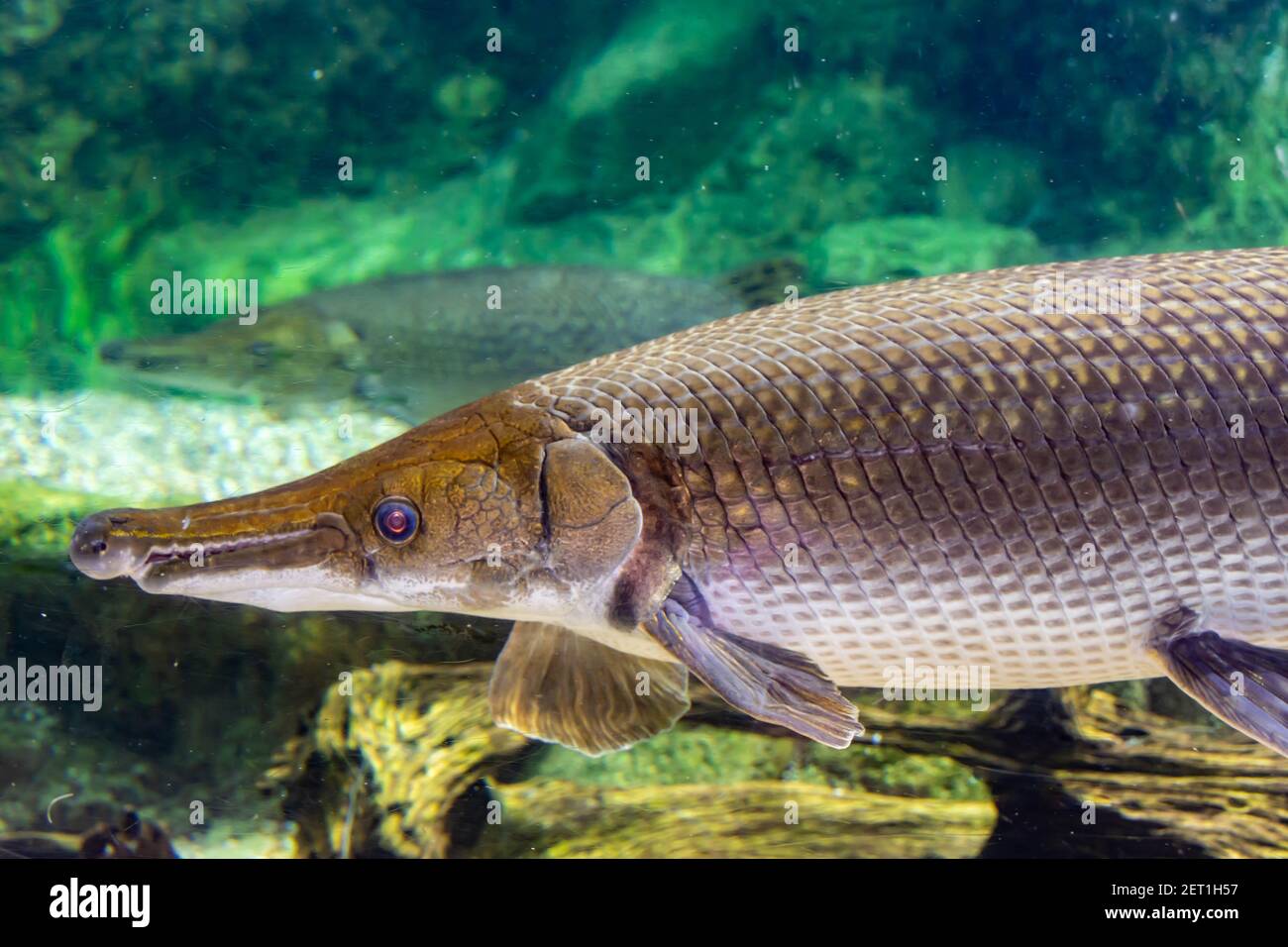 Größter einheimischer süßwasserfisch -Fotos und -Bildmaterial in hoher  Auflösung – Alamy