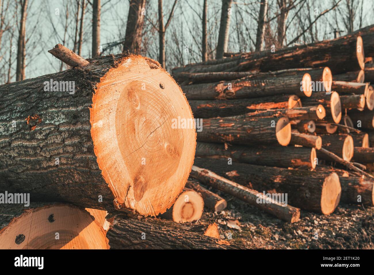 Entwaldung Konzept - Holzeinschlag in der Holzindustrie, Stapel von abgeschnittenen Baumstämmen, selektiver Fokus Stockfoto