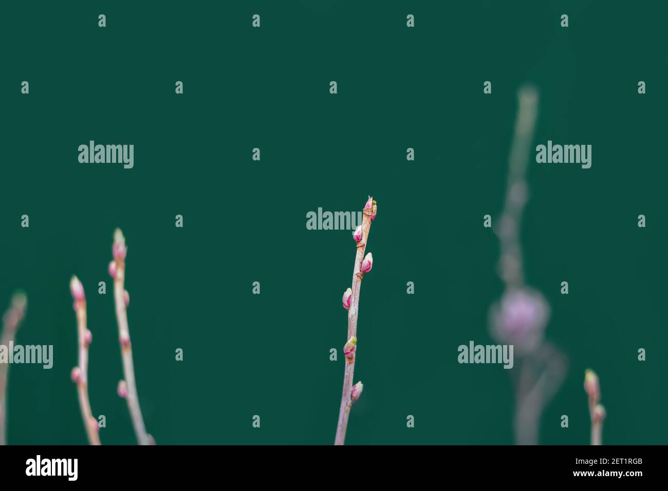 Zweig Sprossen. Junge Blätter auf einem Zweig der schwarzen Johannisbeere auf einem grünen unscharfen Hintergrund im frühen Frühjahr. Schwarzer Johannisbeerzweig mit Sprossen. Selektiv Stockfoto
