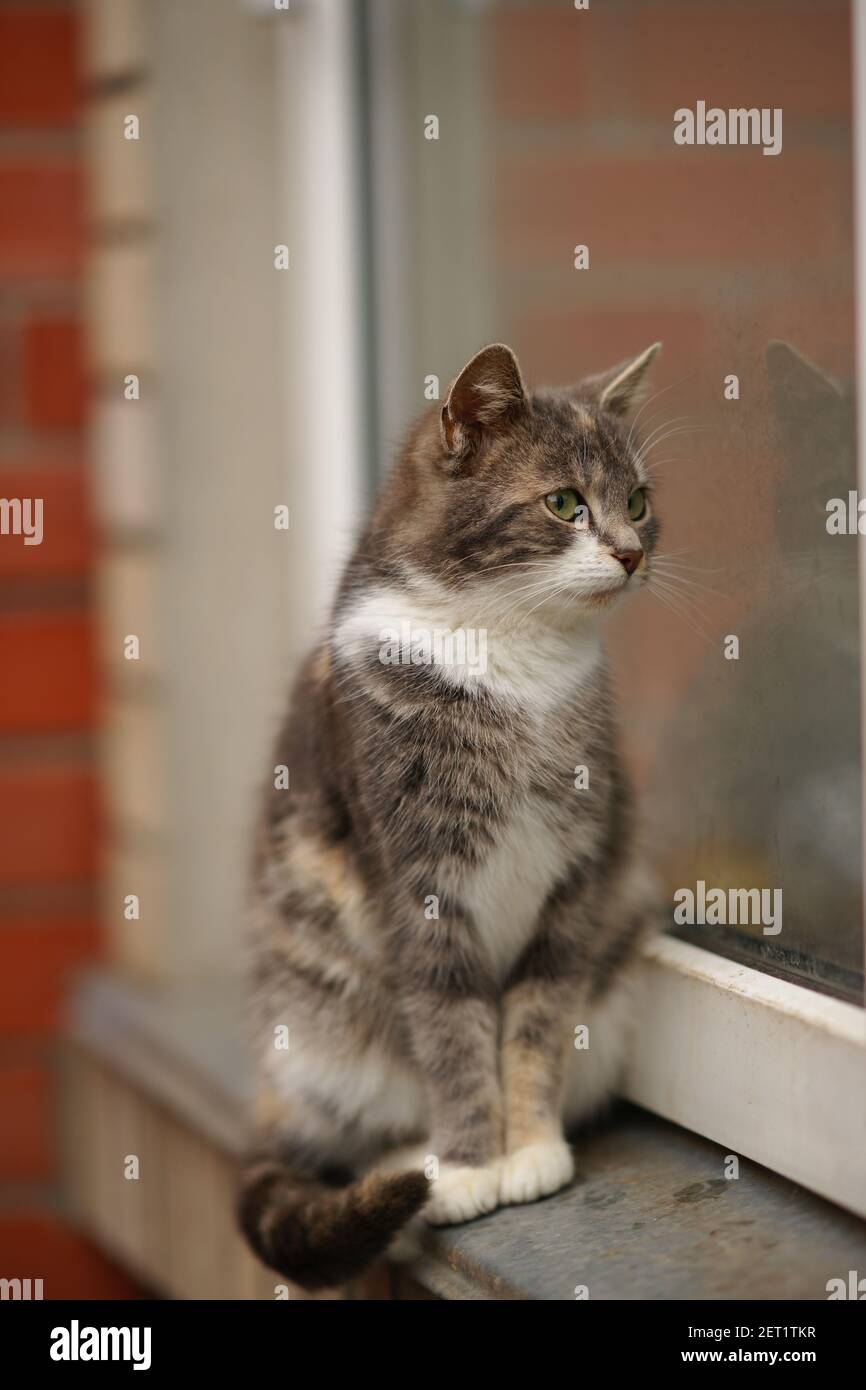 Ashy Kitty sitzt auf einer schmutzigen Fensterbank im Freien Stockfoto