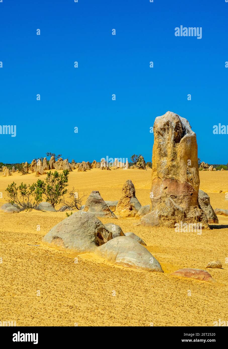 Pinnacles Desert verwitterte Kalksteinsäulen beliebte Touristenattraktion im Nambung National Park 200 km nördlich von Perth Western Australia. Stockfoto