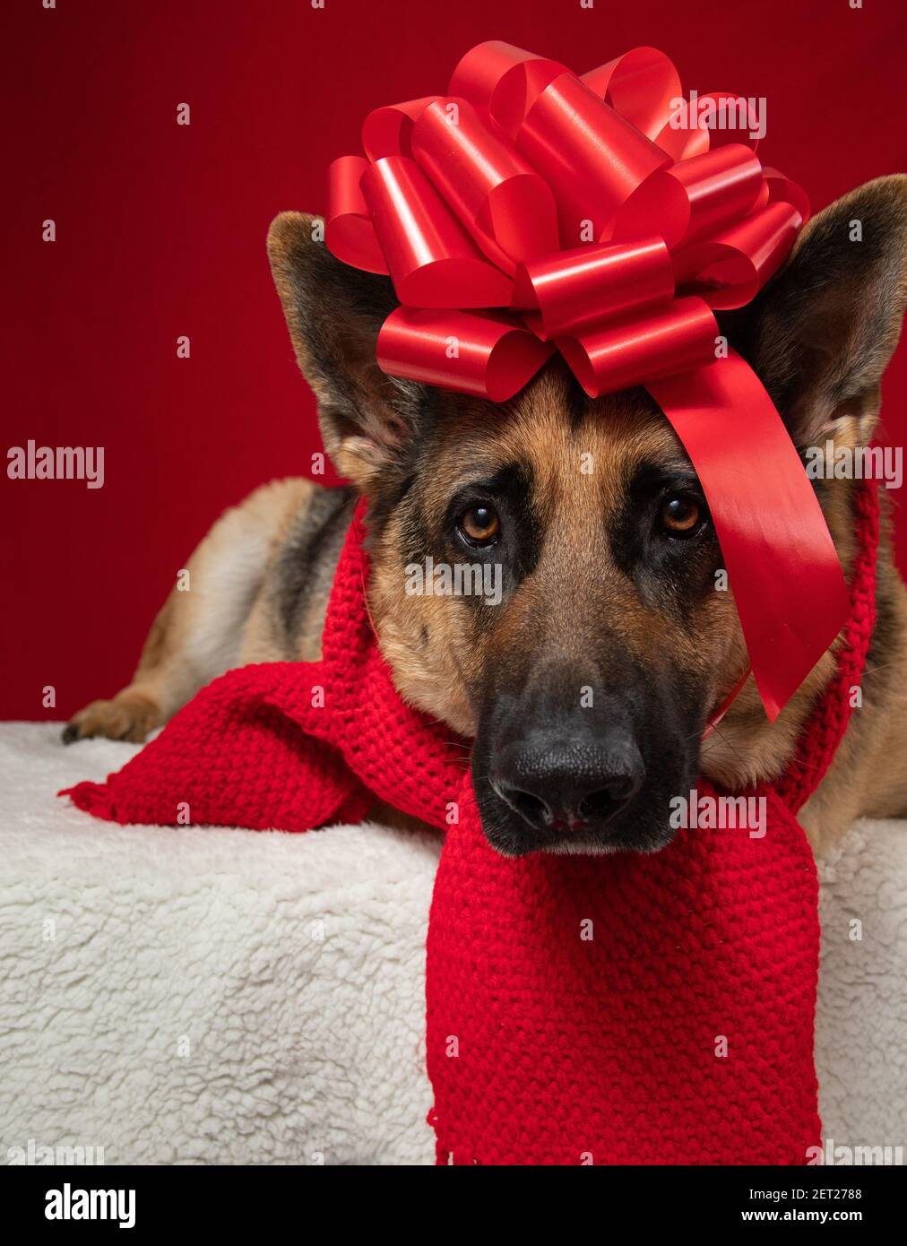 Portrait eines Schäferhundes mit Schal gewickelt In einer roten Schleife auf einem Teppich Stockfoto