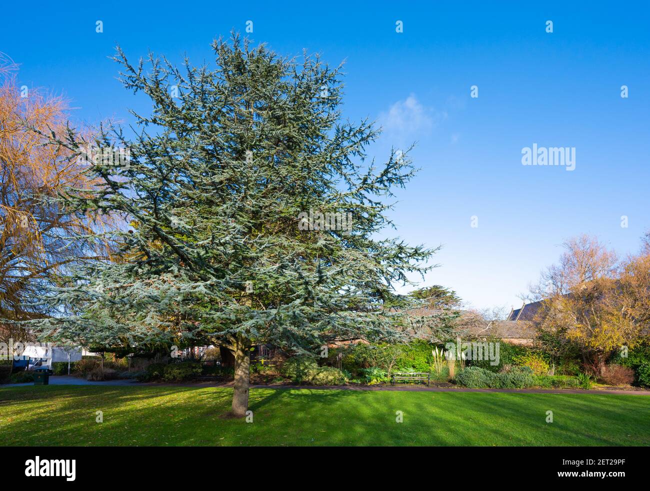 Zedernbaum, wahrscheinlich Blue Atlas Zedernbaum (Cedrus atlantica Glauca) in einem Park im Winter in Marina Gardens, Littlehampton West Sussex, England, UK. Stockfoto