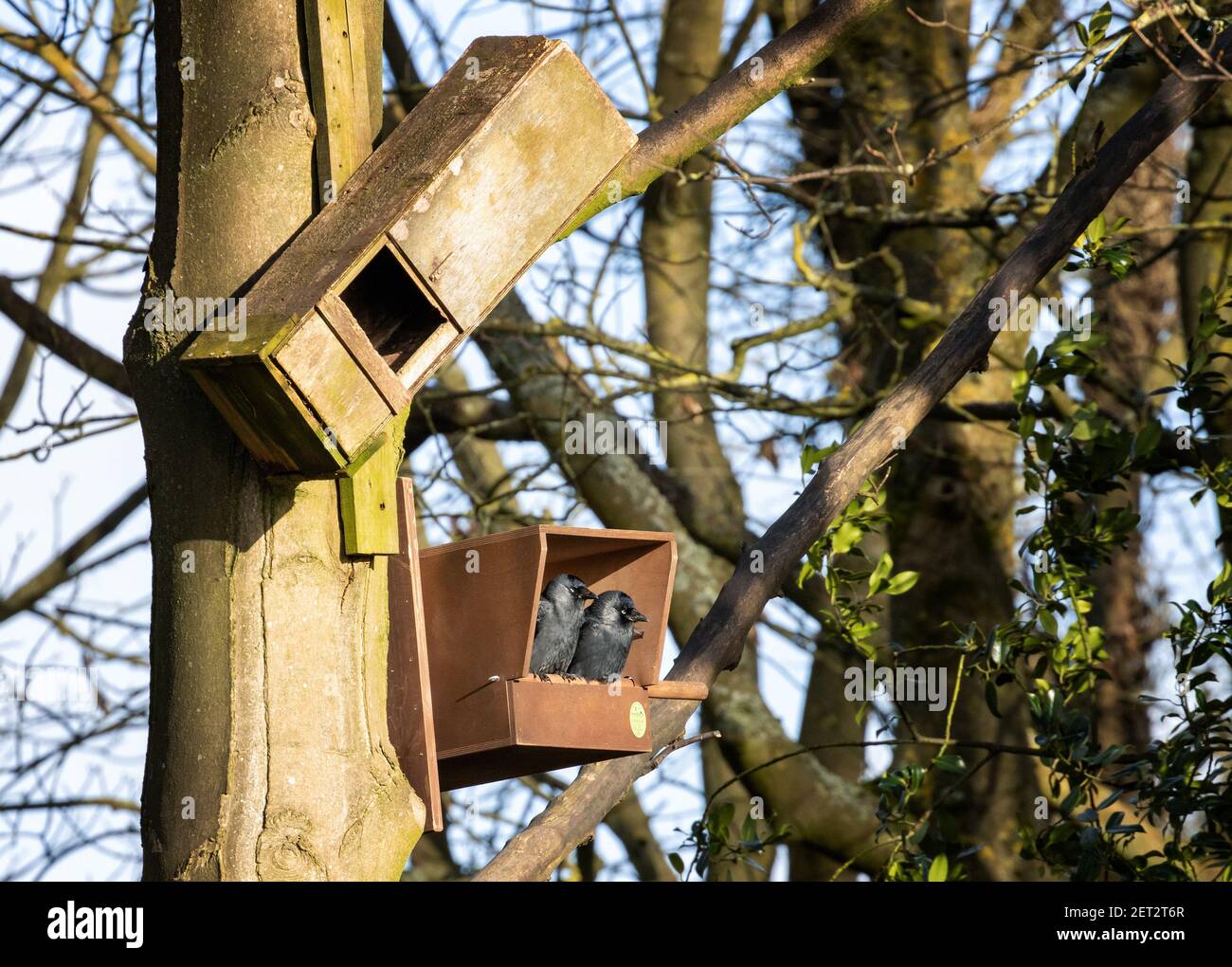 Britische Tierwelt: Zeichen des Frühlings - zwei Dohlen (Corvus monedula) sitzen in einem neuen Turmfalken-Nistkasten und sehen so aus, als hätten sie ihren Nistplatz West Yo gewählt Stockfoto