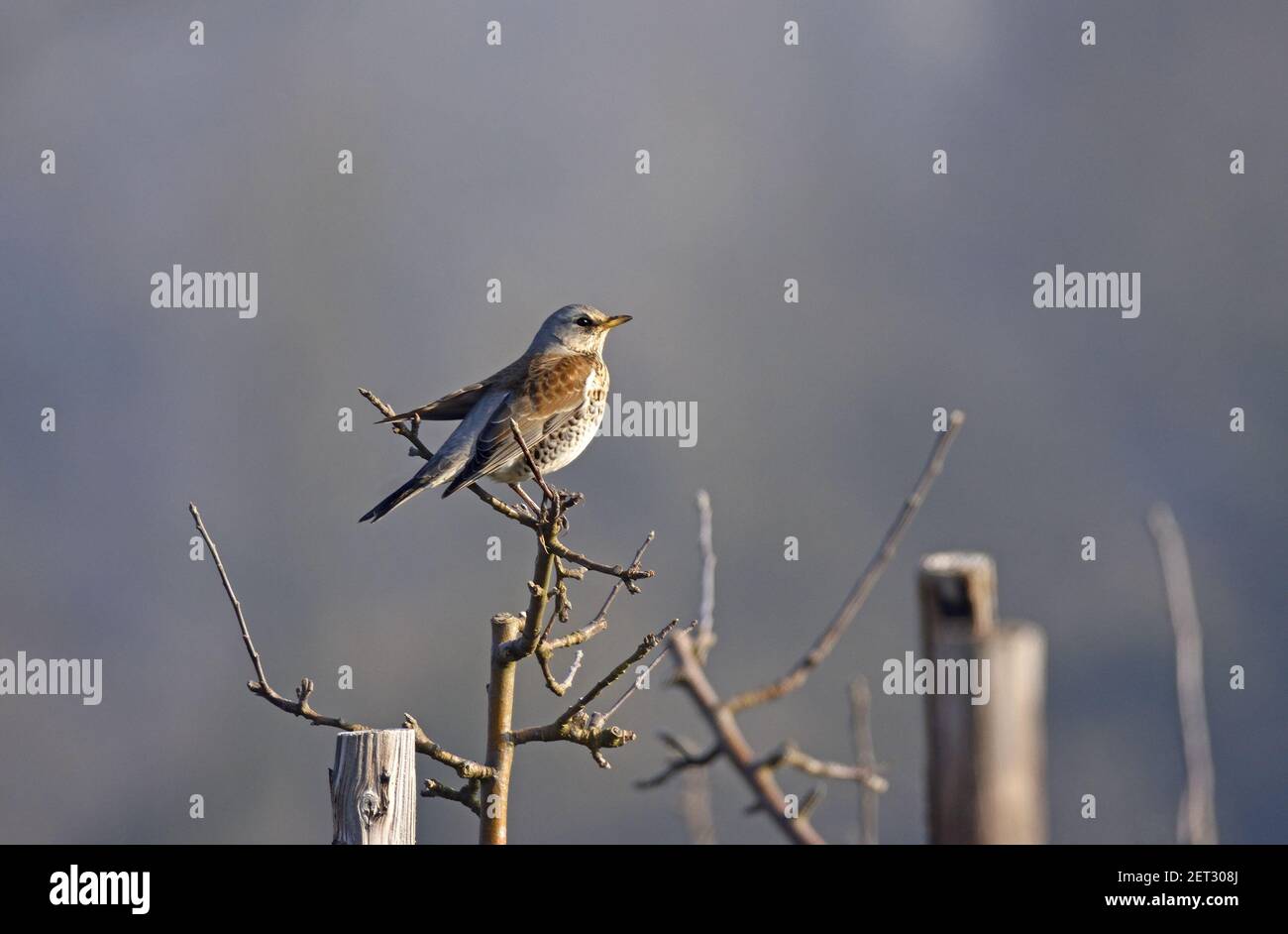 Feldfare (Turdus pilaris) in einem Obstgarten im Winter. Kent, Großbritannien Stockfoto