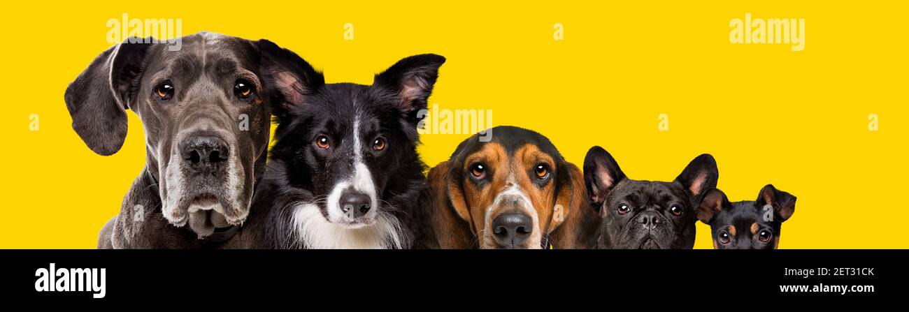 Fünf Hunde unterschiedlicher Größe isoliert auf gelbem Hintergrund Stockfoto