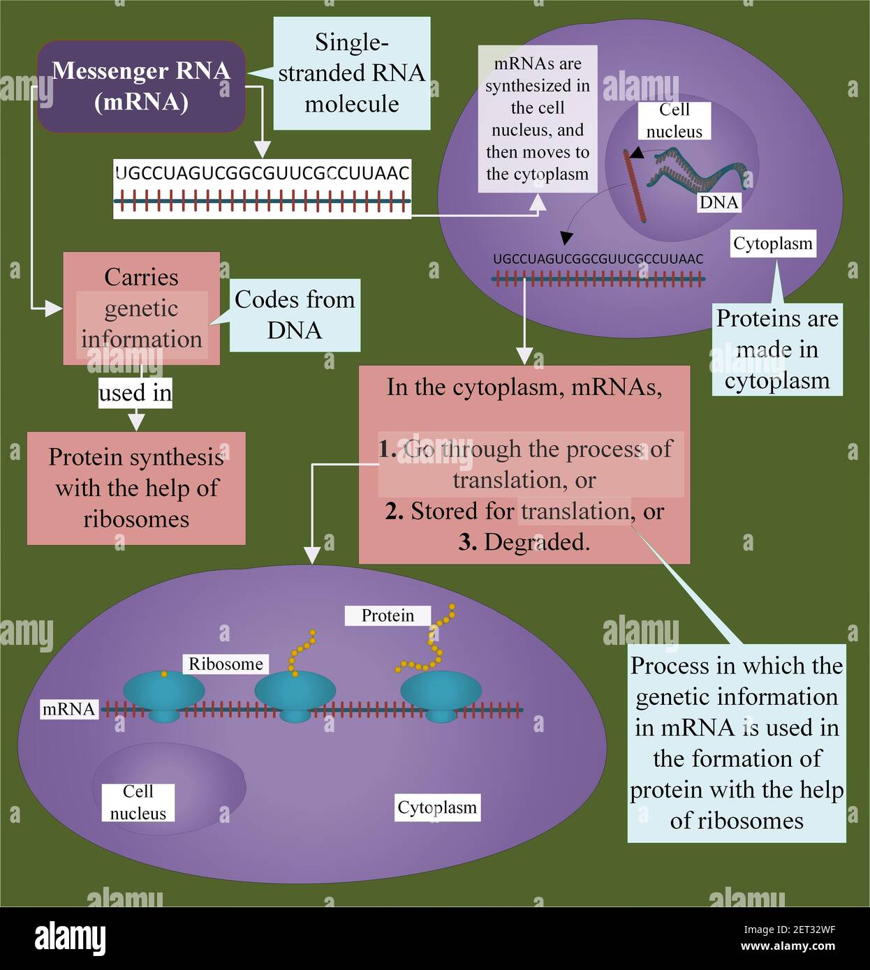 Messenger RNA wird im Kern synthetisiert und bewegt sich zum Zytoplasma Stockfoto