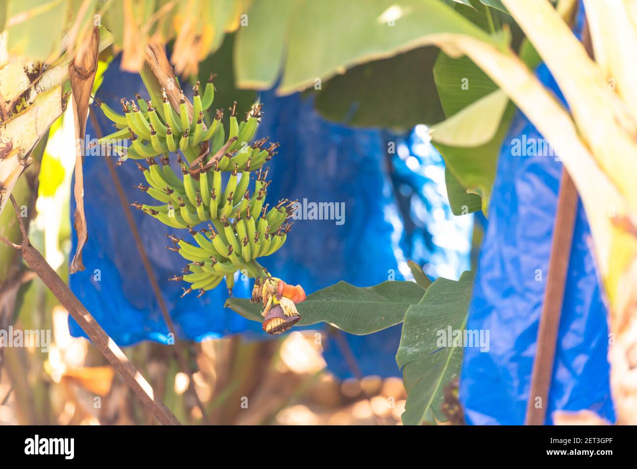 Bananenhain in Zypern. Eine echte Bananenplantage mit Bananenzweigen. Stockfoto