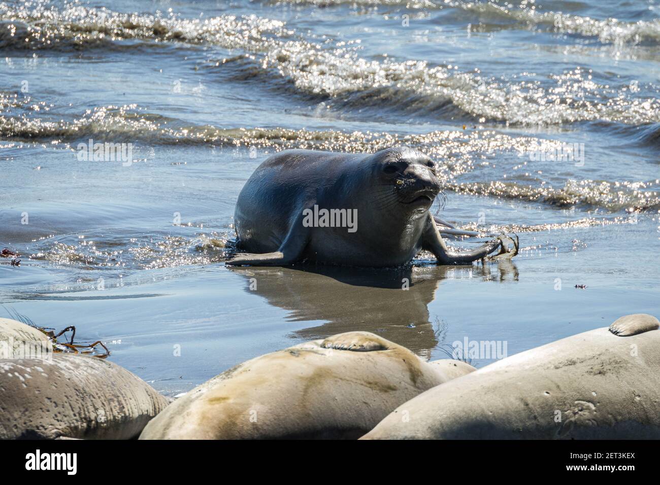 Nördliche Elefantenrobbe (Mirounga angustirostris) am Strand, Kalifornien Stockfoto