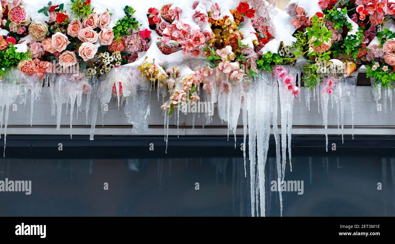 Schneebedeckte Blumen auf dem Balkon mit langen Eiszapfen, Kopierraum. Stockfoto