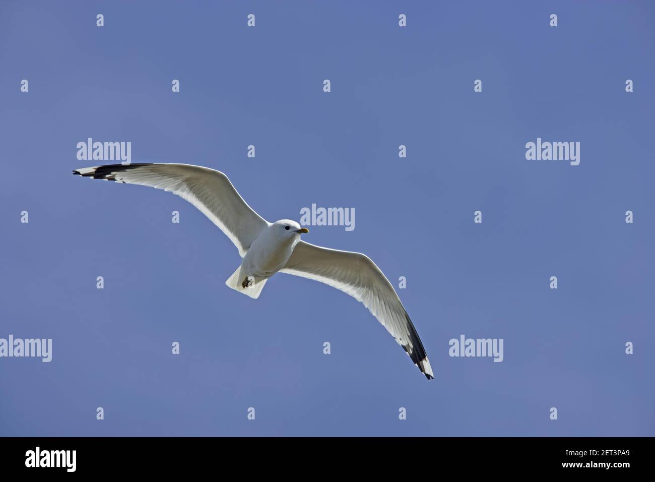 Gemeine Möwe - im FlugLarus canus Yell Shetland, UK BI010357 Stockfoto