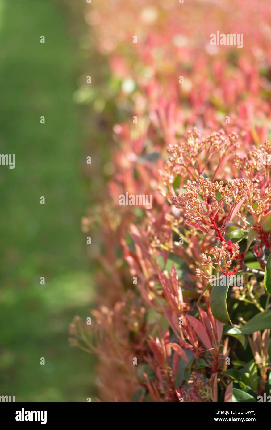 Photinia fraseri Busch Hecke verschwommen Hintergrund. Rote Spitzen der Weihnachtsbeersträucher. Stockfoto