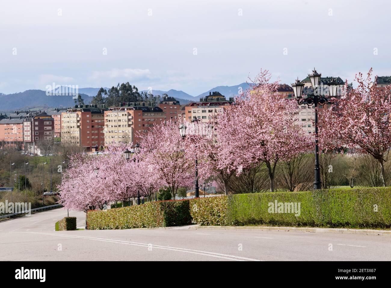 Rosa blühende Pflaumenbäume auf der Straße von Oviedo, Asturien, Spanien. Blick auf Spring City. Stockfoto