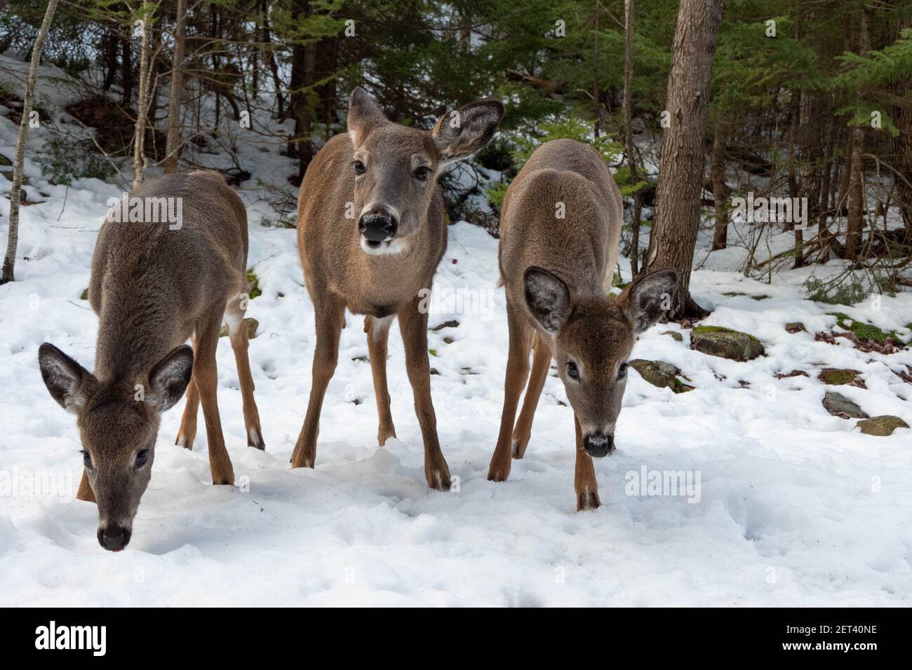 Niedliche Hirsche Im Winter Tiere Von Nordamerika Stockfotografie Alamy