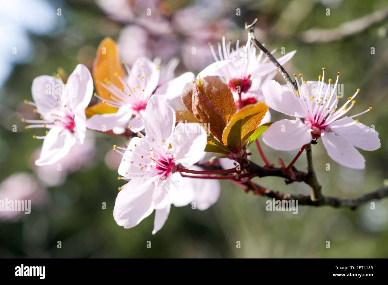 Frühe Blüte eines japanischen Kirschbaumes, Lyon, Frankreich Stockfoto