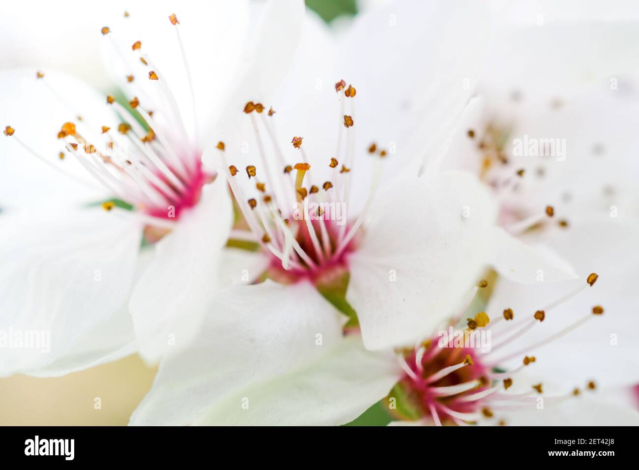 Frühe Blüte eines japanischen Kirschbaumes, Lyon, Frankreich Stockfoto