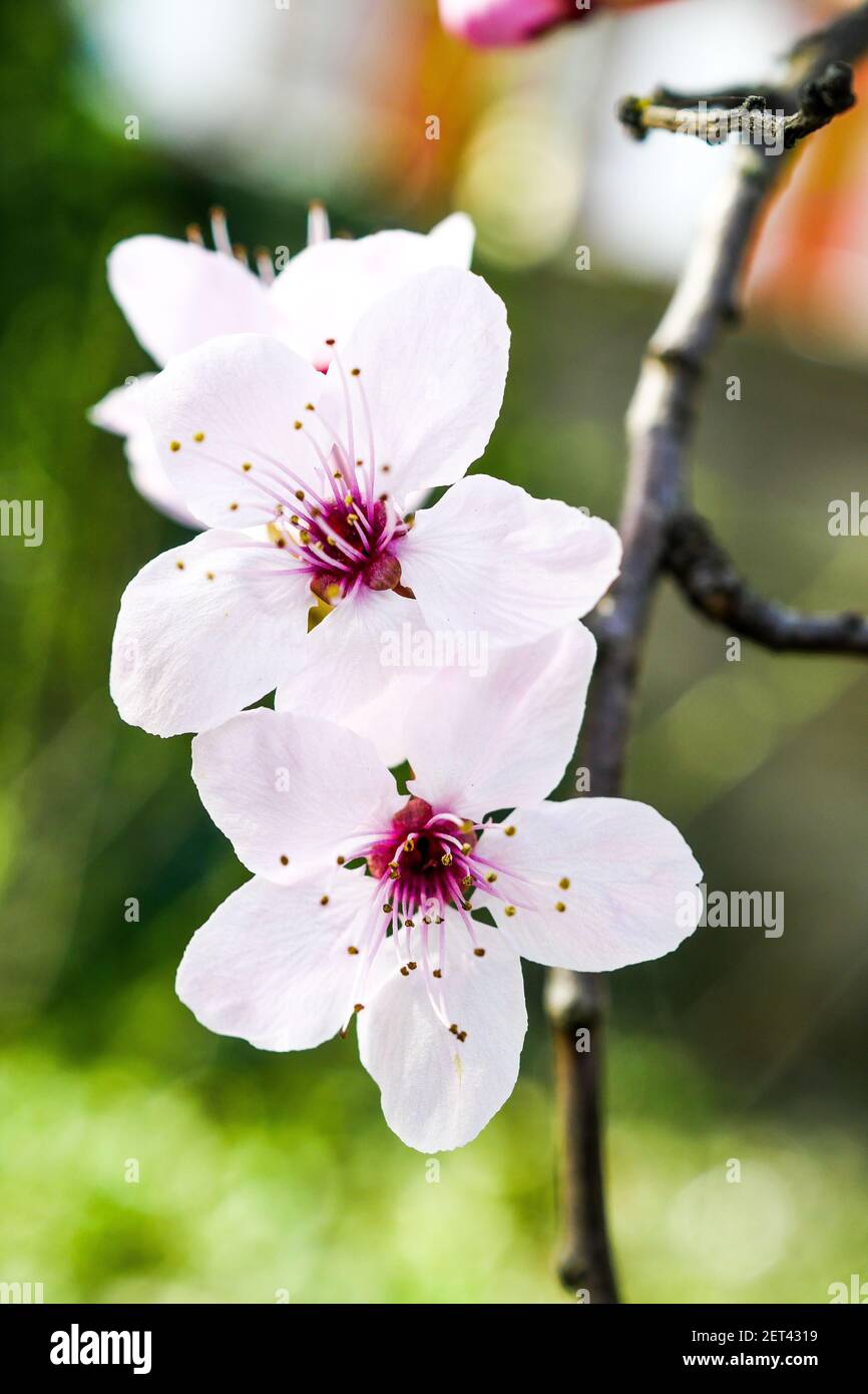 Frühe Blüte eines japanischen Kirschbaumes, Lyon, Frankreich Stockfoto