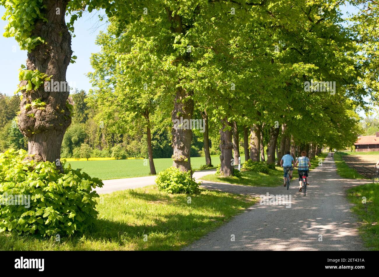 Radfahren im Schatten einer alten Allee von Bäumen Stockfoto