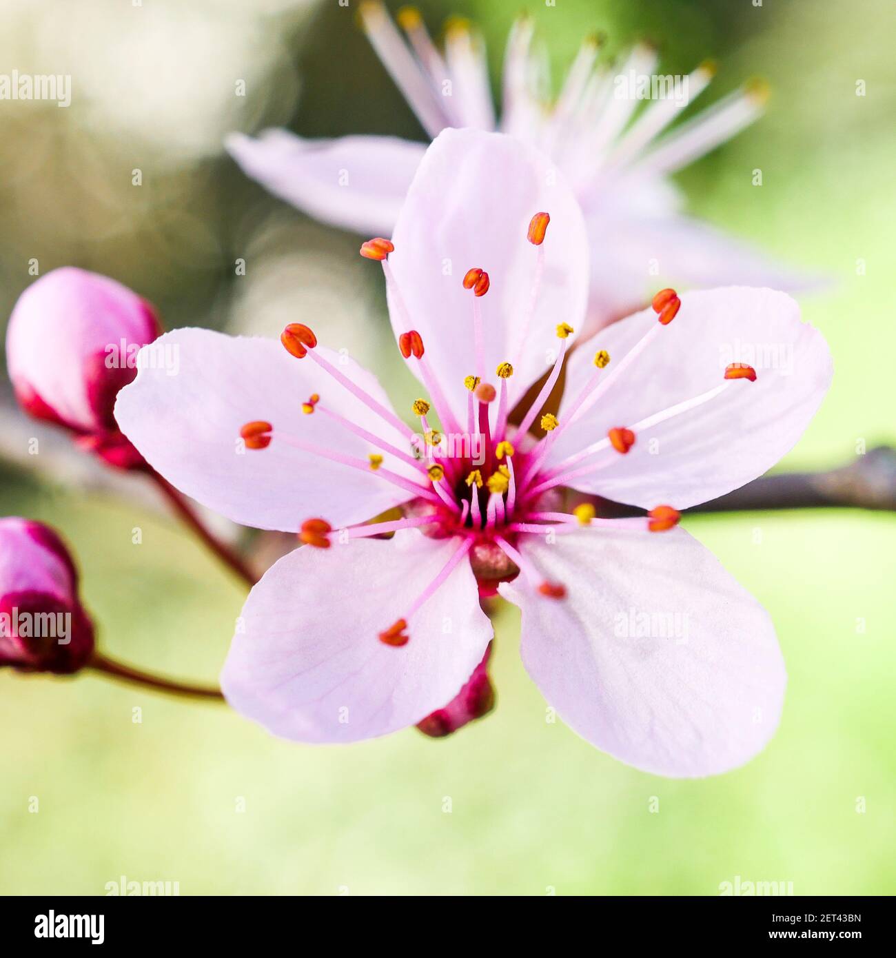 Frühe Blüte eines japanischen Kirschbaumes, Lyon, Frankreich Stockfoto