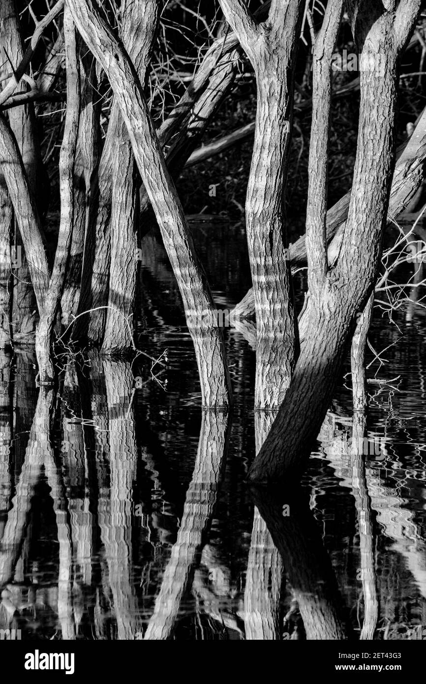 Schwarz-Weiß-Naturfotografie: Spiegelungen von Bäumen in überschwemmten Wäldern, Großbritannien. Stockfoto