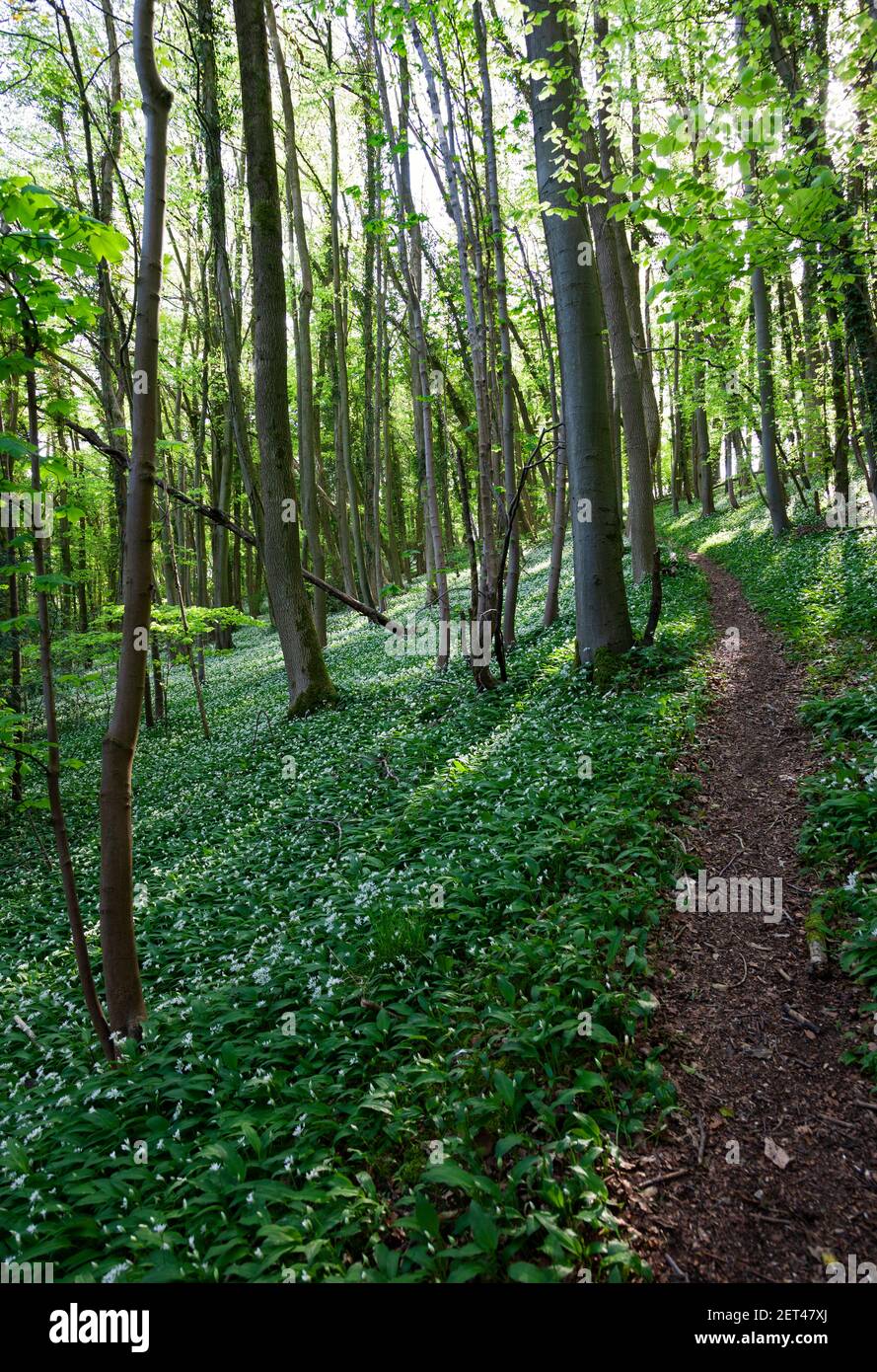 In den Cotswolds in der Nähe von Stroud, Gloucestershire, Großbritannien, erhebt sich ein Waldwanderweg durch wilde Knoblauchschwaden Stockfoto