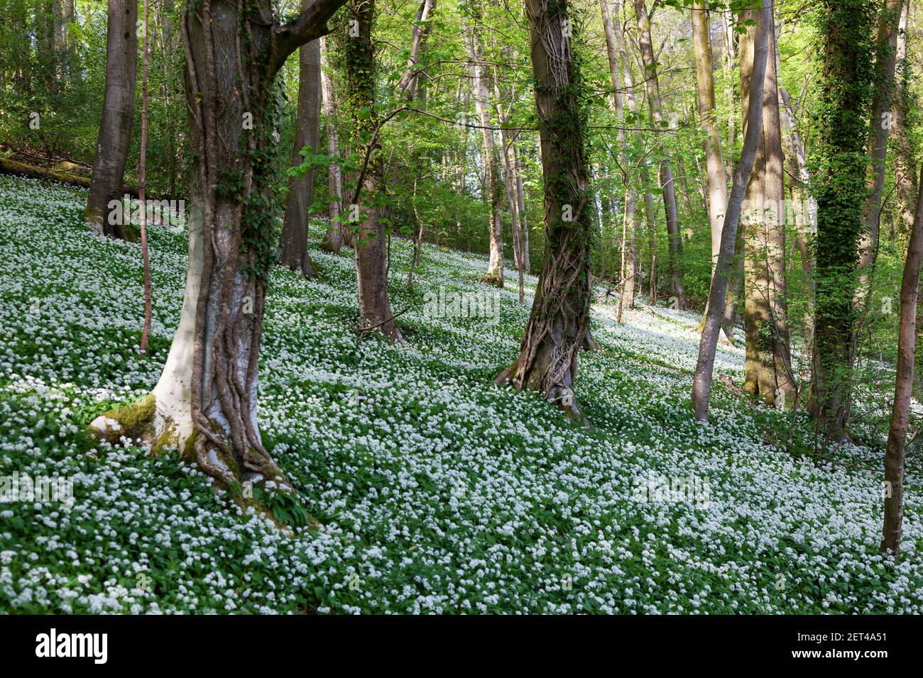 Wilde Knoblauchzehen und Blaubellen in den Banked Woodlands der Cotswolds bei Stroud, Gloucestershire, Großbritannien Stockfoto