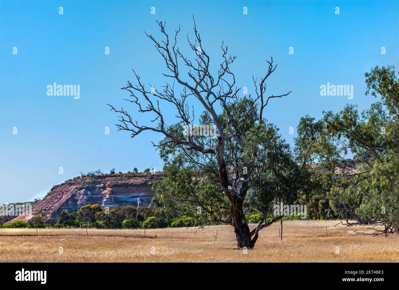 Ländliche Landschaft, CoalSeam Conservation Park, Western Australia, Australien Stockfoto