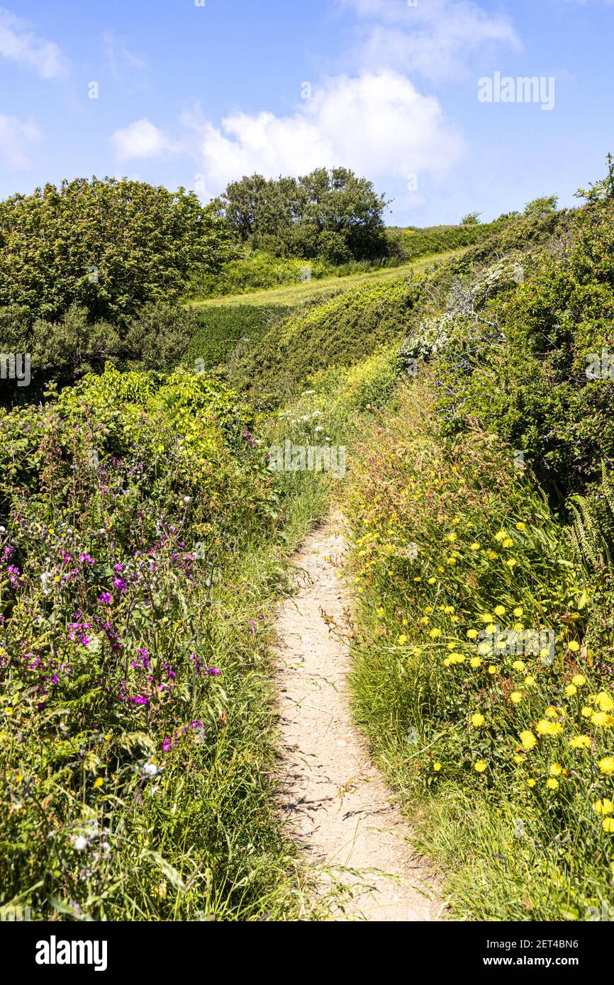 Die wunderschöne zerklüftete Südküste von Guernsey, Channel Islands UK - Wilde Blumen neben dem Küstenwanderweg in der Nähe von Petit bot Stockfoto
