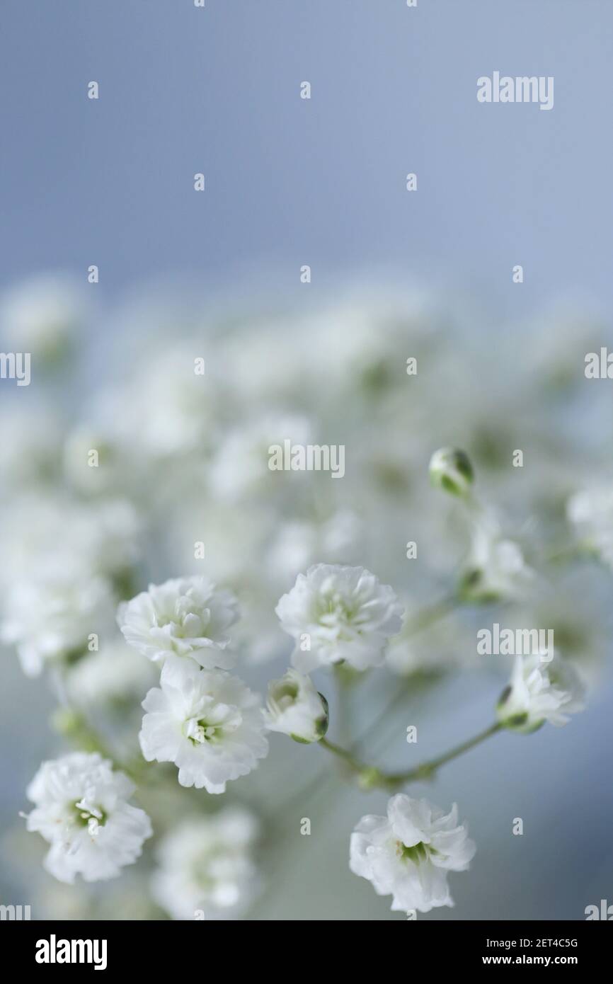 Gypsophila Blüten. Kleine fragile weiße Blumen auf einem grauen Hintergrund.defokussiert weiße Blumen Gypsophila.Blumen Hintergrund Stockfoto