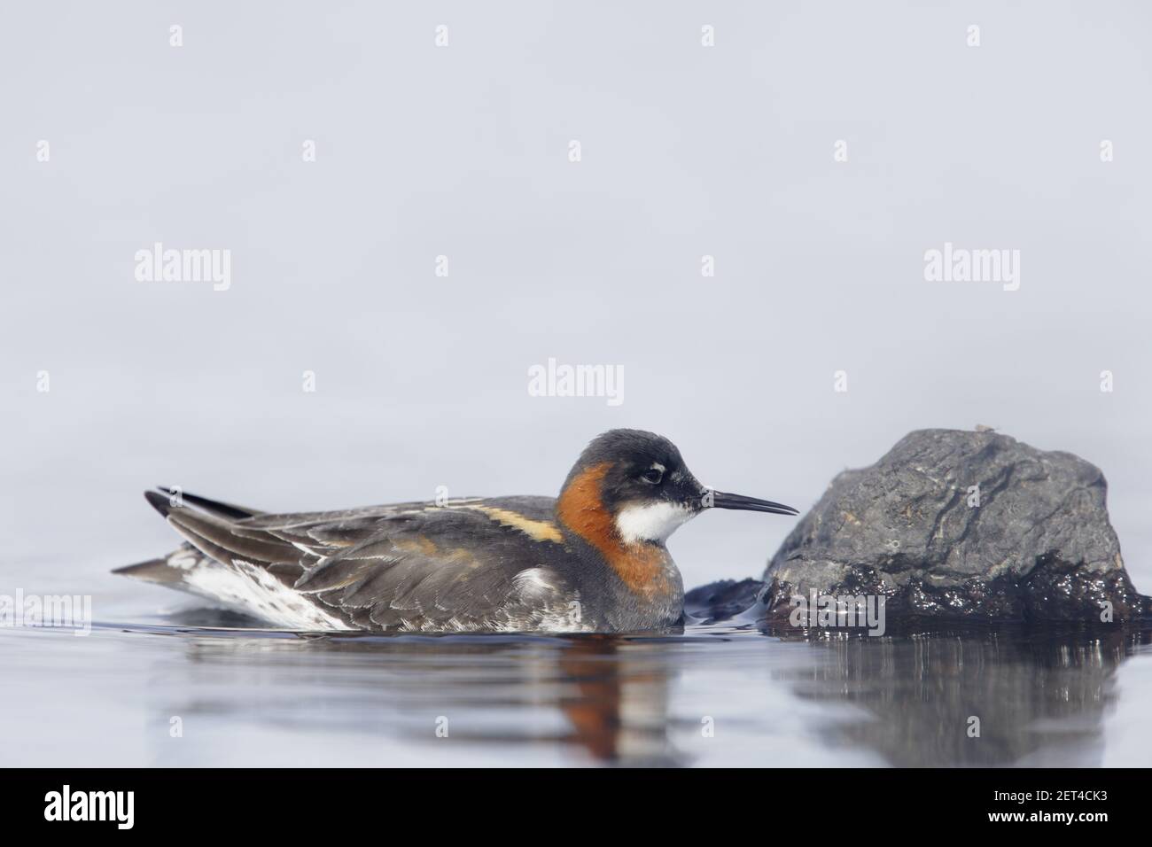Rothalsphalarope - Weibchen auf der Suche nach Insekten auf RocksPhalaropus lobatus Loch of Funzie, Fetlar Shetland, UK BI011048 Stockfoto