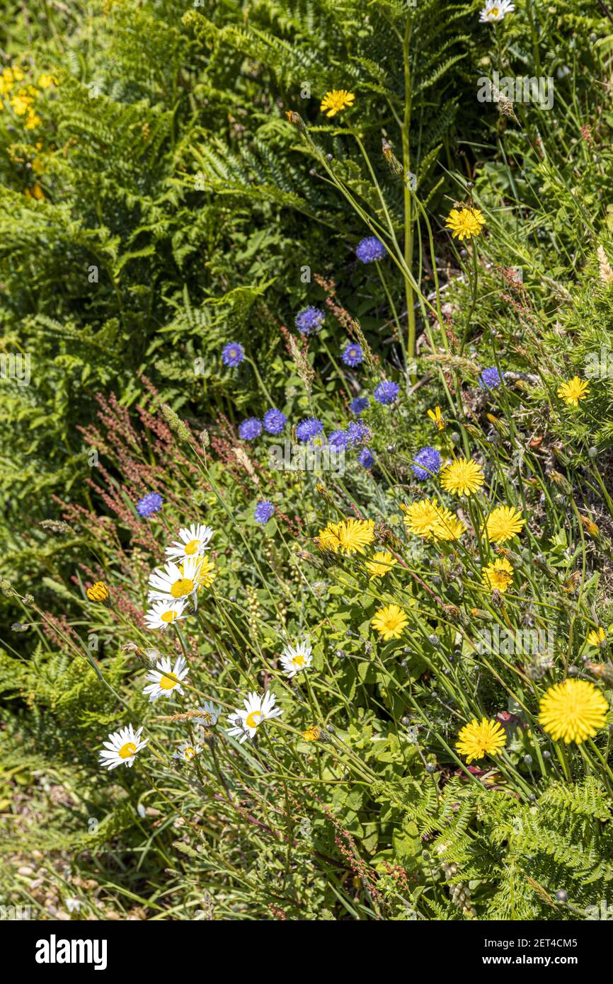 Die schöne zerklüftete Südküste von Guernsey, Channel Islands UK - wilde Blumen neben dem Küstenweg führt zu Petit Bot Bay Stockfoto