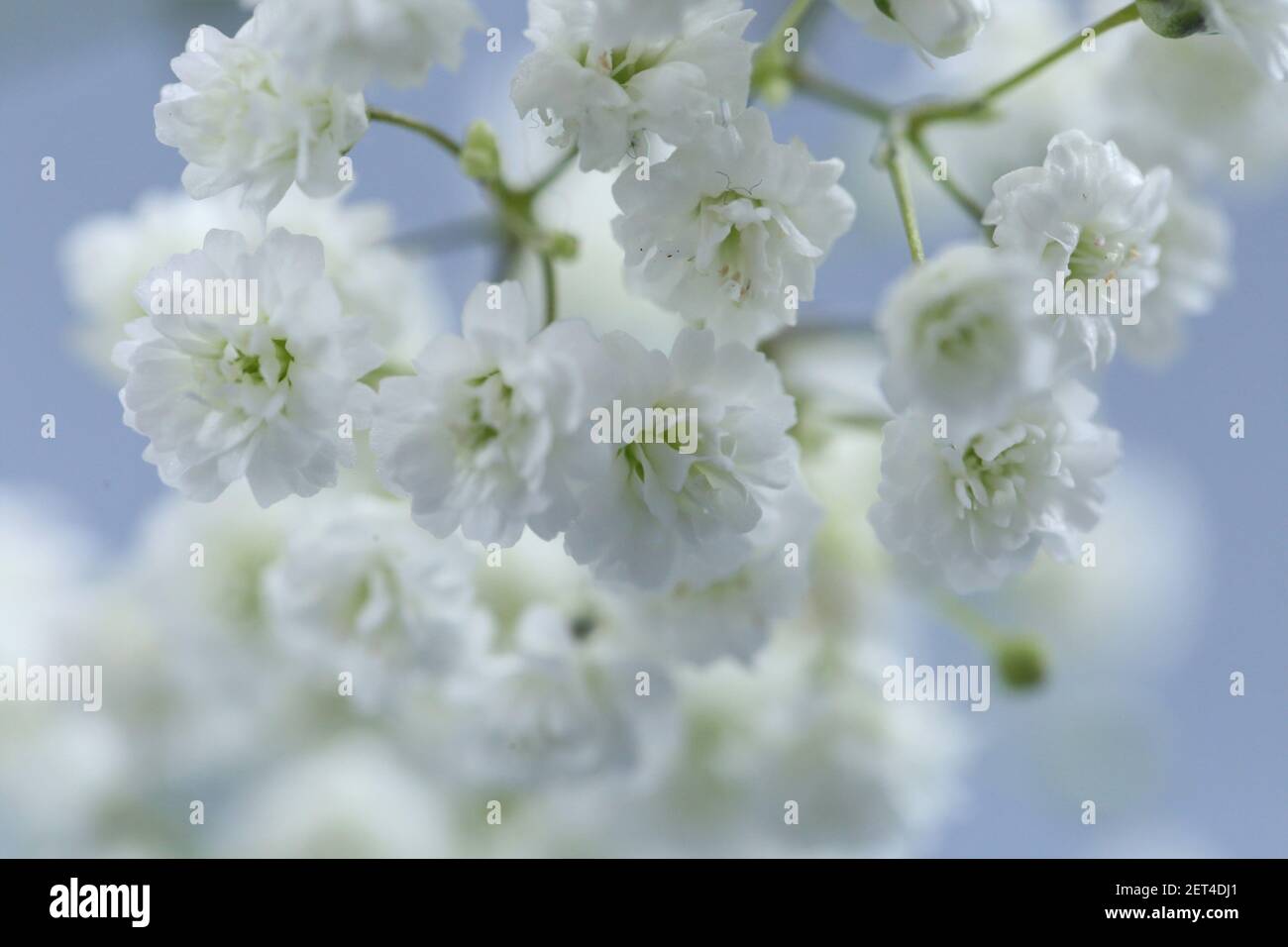 Gypsophila Blüten. Kleine fragile weiße Blumen .defocused weiße Blumen Gypsophila.Blume schönen Hintergrund Stockfoto