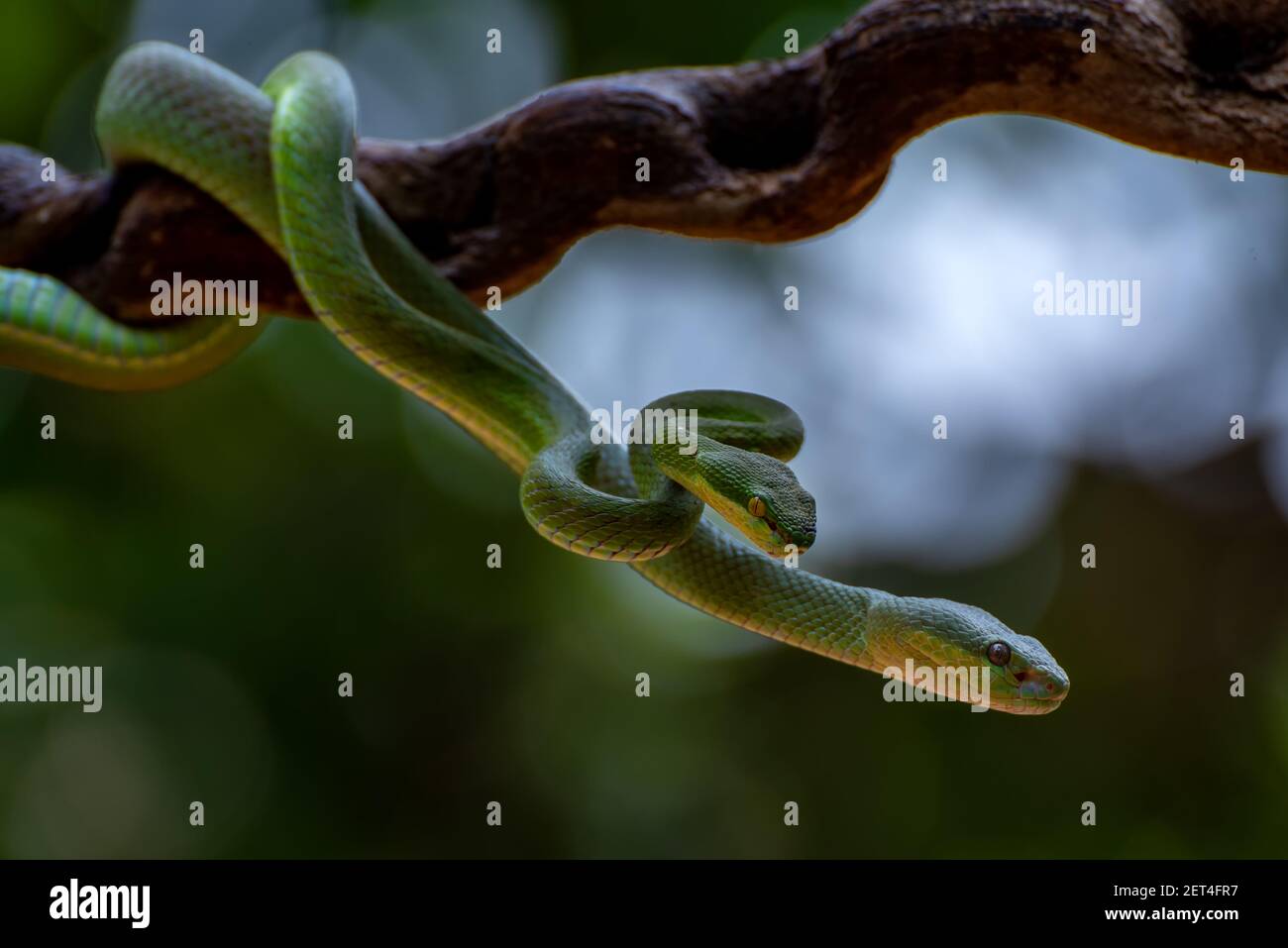 Zwei Trimeresurus albolabris Schlangen in einer Baumpaarung, Indonesien Stockfoto