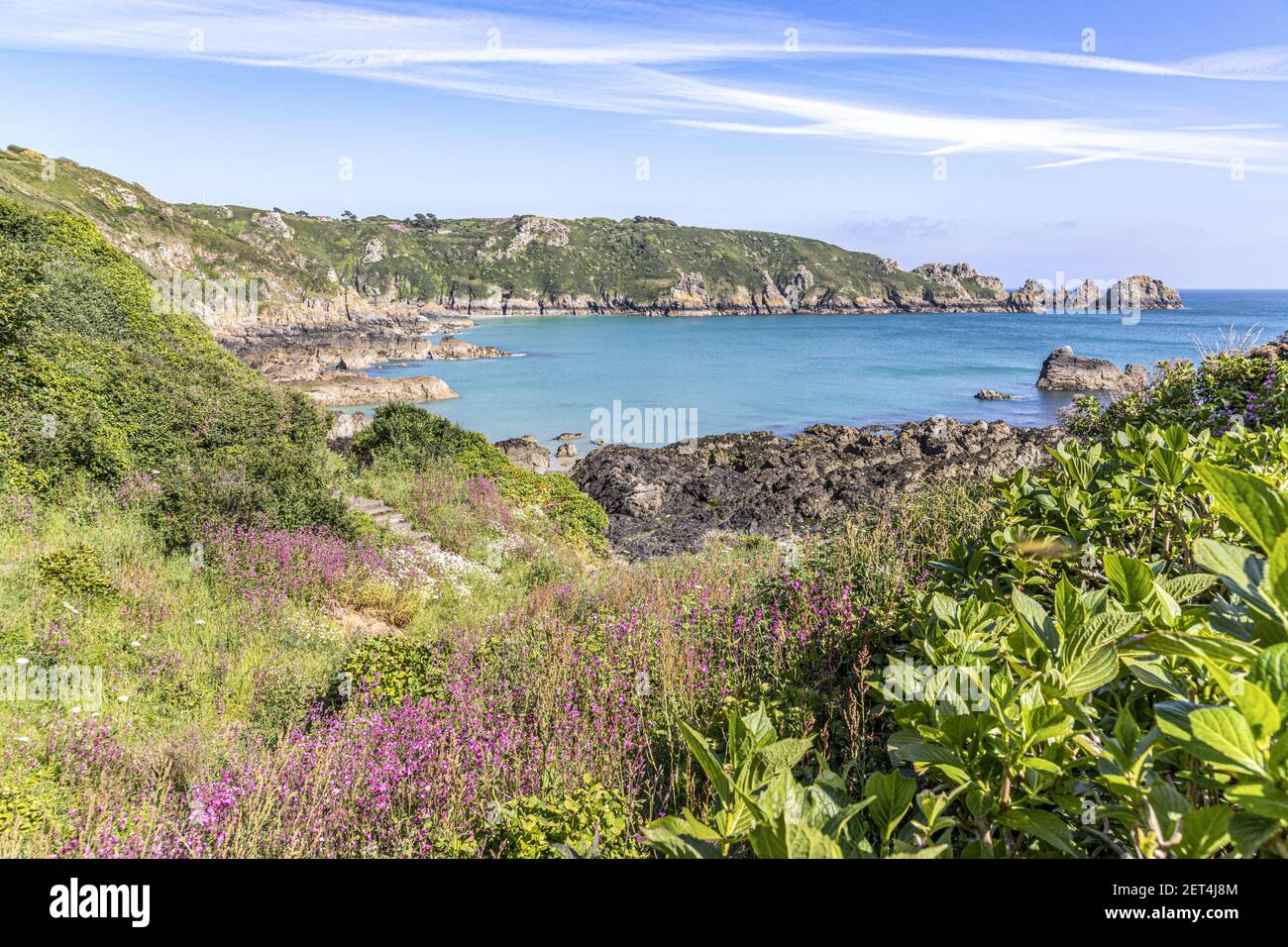 Die wunderschöne zerklüftete Südküste von Guernsey - Wildblumen neben dem Küstenpfad um Moulin Huet Bay, Guernsey, Channel Islands UK Stockfoto