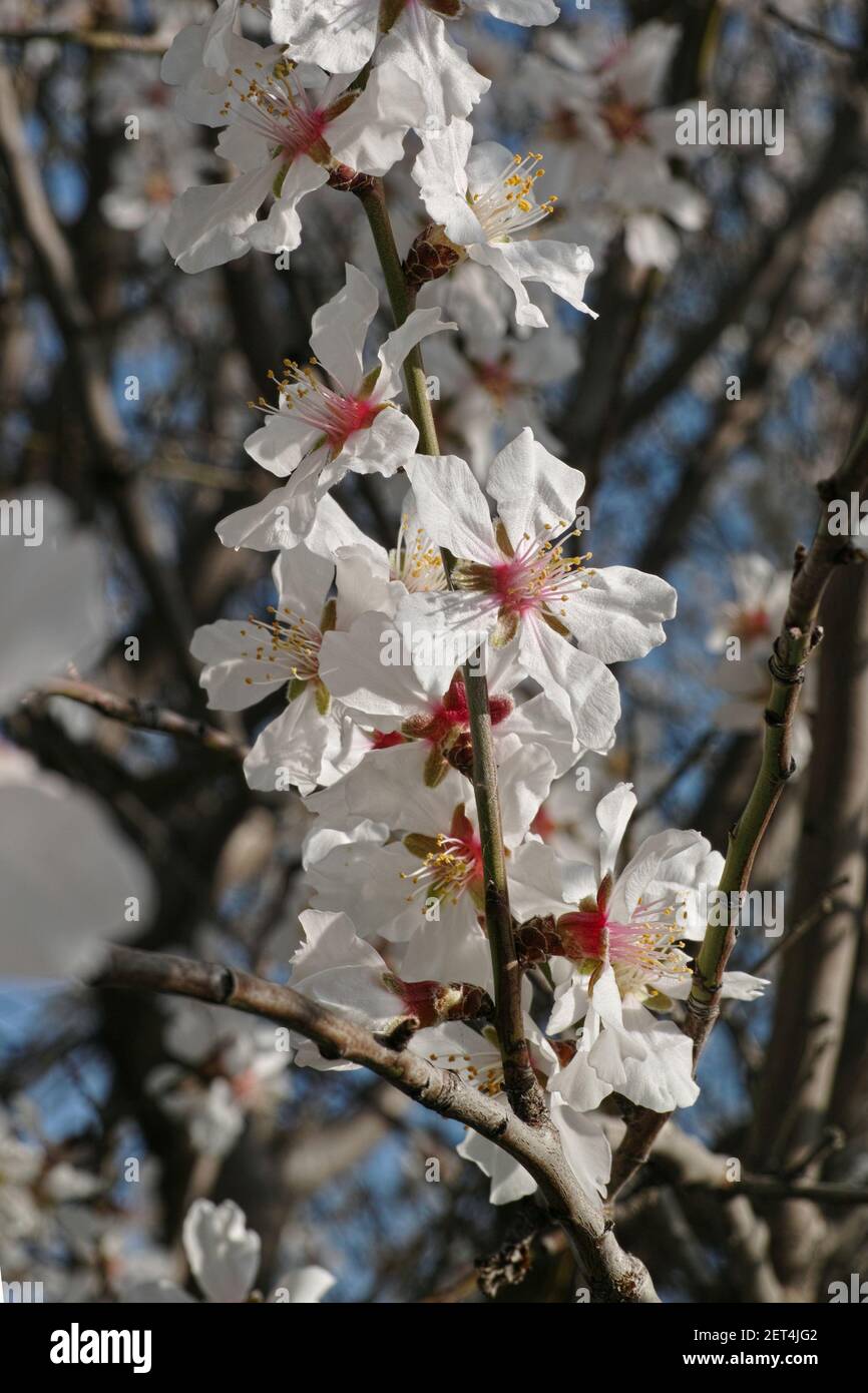 Zweig des Mandelbaums in der Blüte, Prunus amygdalus, Rosaceae Stockfoto