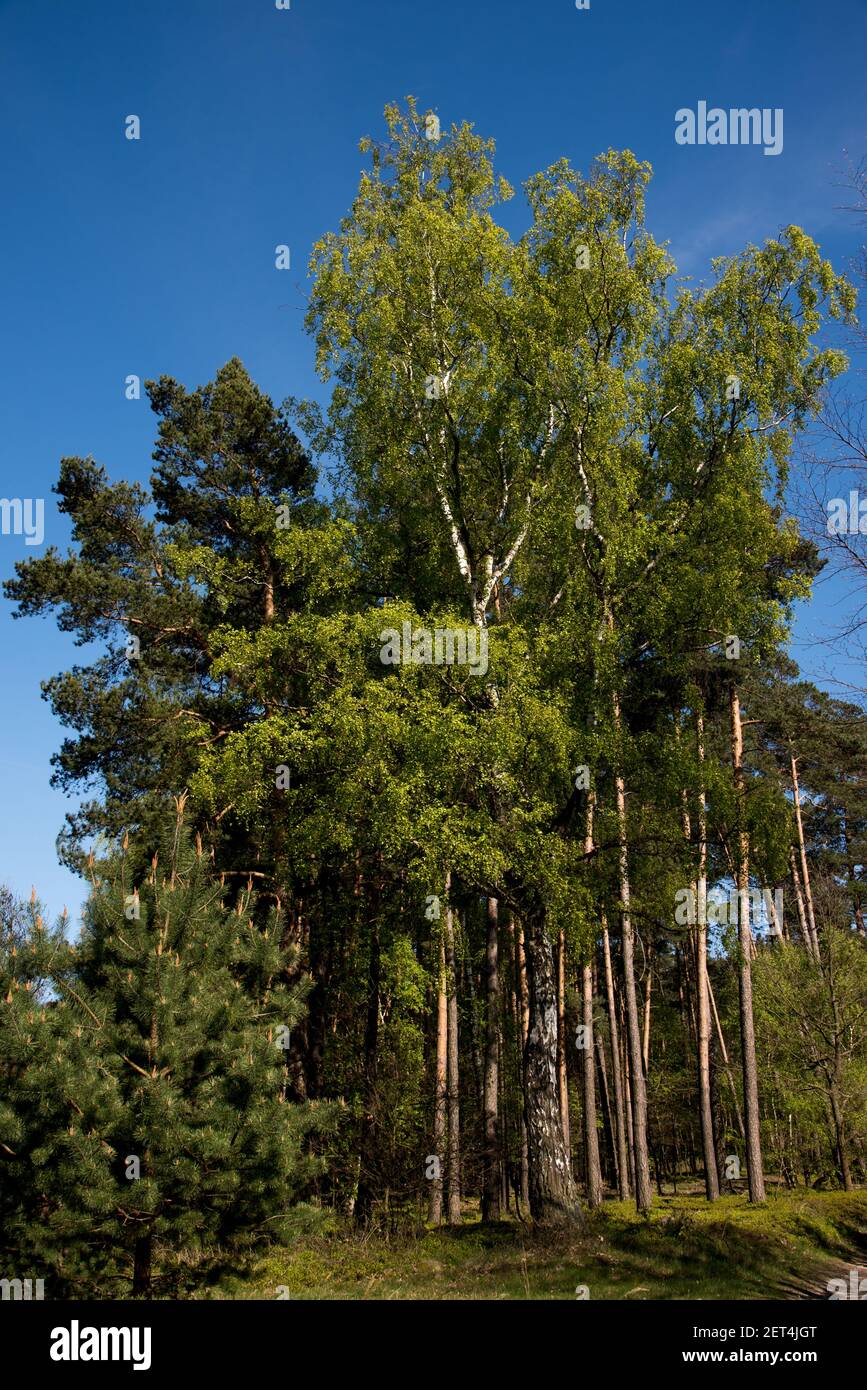 Schotten Kiefernwald sind sehr häufig als kommerzielle Forets in Nordostdeutschland. Stockfoto