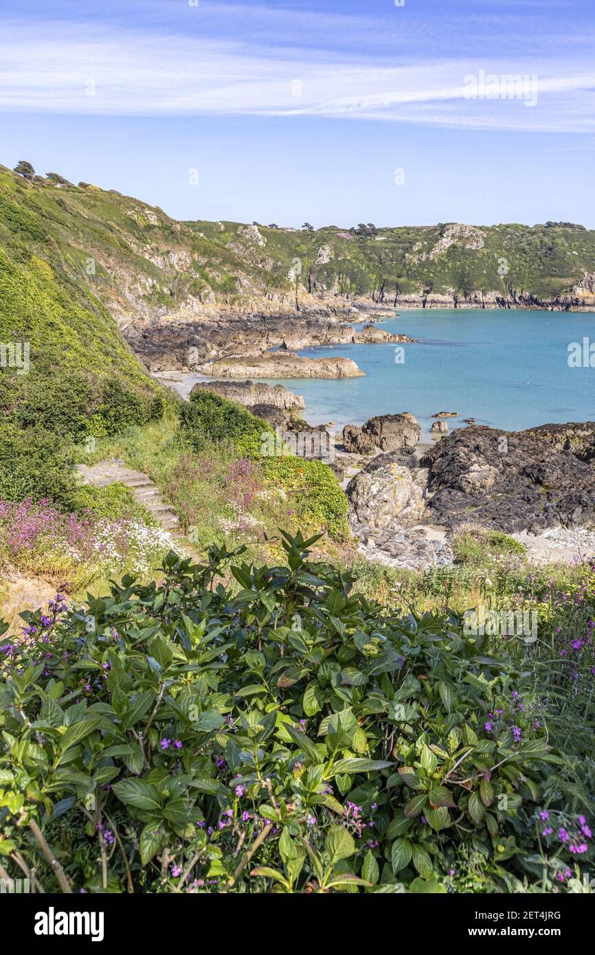 Die wunderschöne zerklüftete Südküste von Guernsey - Wildblumen neben dem Küstenpfad um Moulin Huet Bay, Guernsey, Channel Islands UK Stockfoto