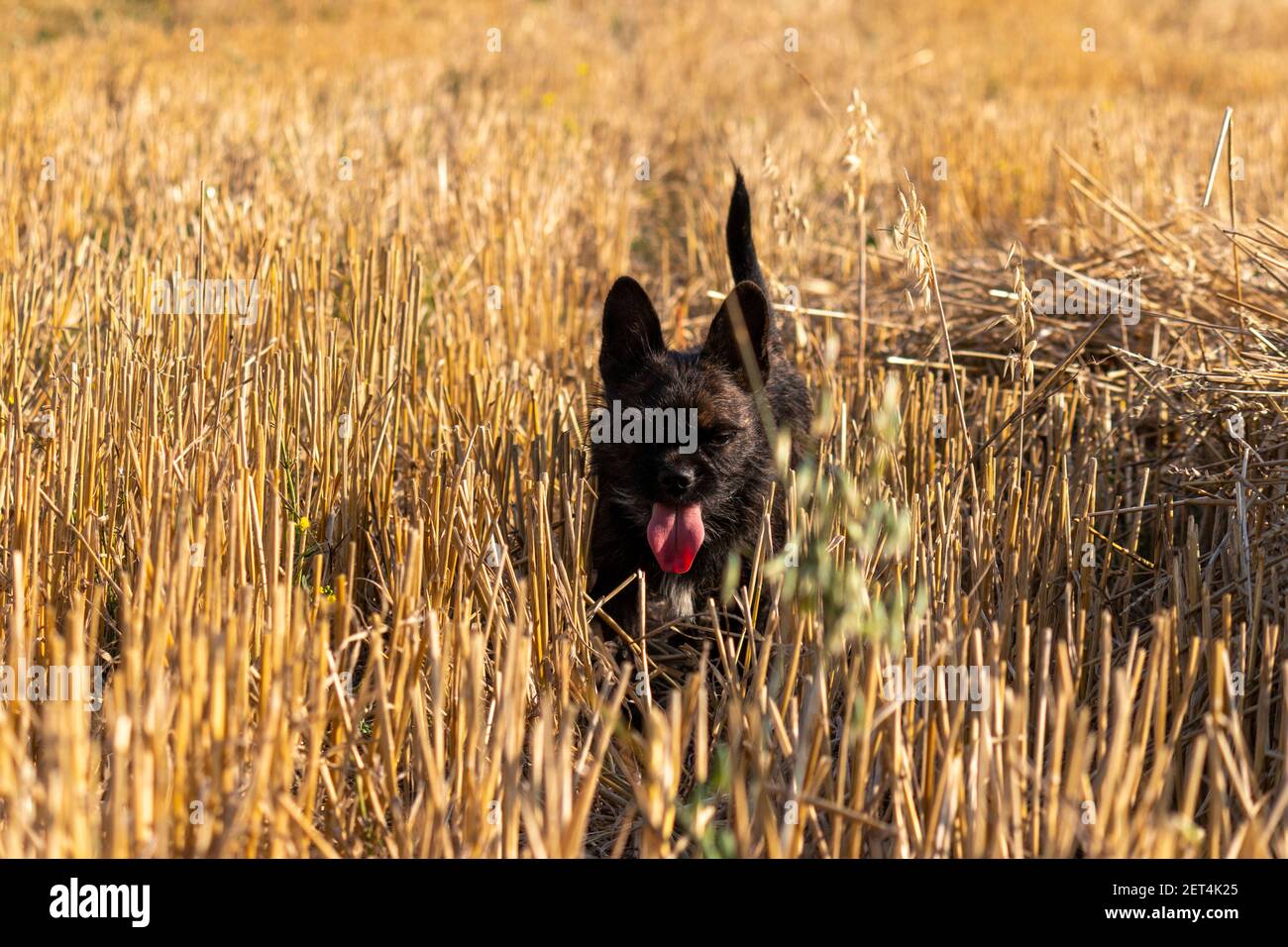 Der kleine schwarze Hund spielt im Stroh. Eine Mischung aus französischer Bulldogge mit Yorkshire Terrier, die auf dem Feld spielt. Porträt eines kleinen Hundes. Stockfoto